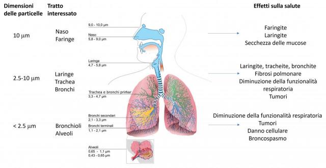 Principali effetti del particolato sull’albero respiratorio