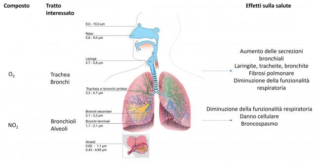Gli effetti dei gas inquinanti sull’albero respiratorio